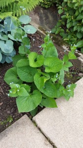 Brunnera