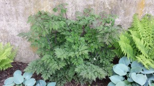 Cimicifuga (Actaea) 'Bugbane'