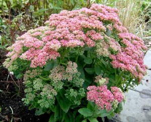 Sedum