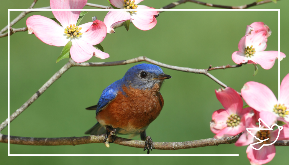 Harmonize with Nature: Attracting Native Songbirds to Your Backyard